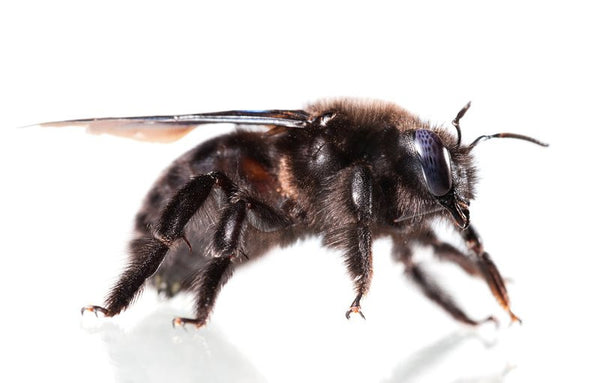 What are Carpenter Bees? [Identification Guide]